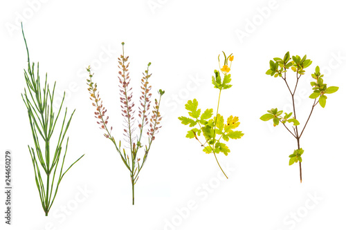 Set of grass, leaves, flowers, plants, and stems. Collection of green leaves isolated on white. High definition close up shooting.