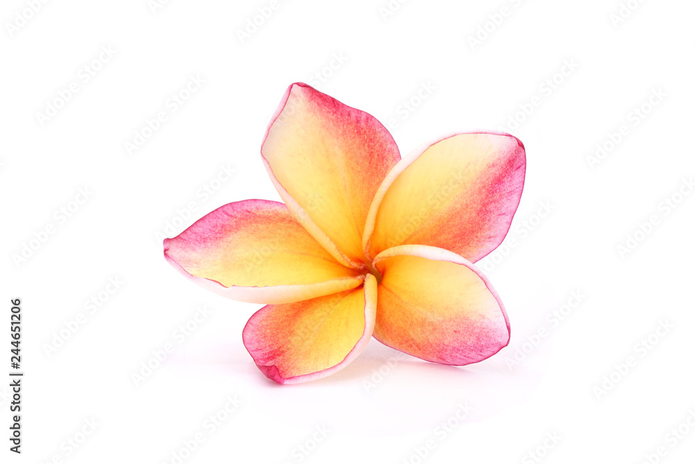 Plumeria Isolated on white background. Plumeria or Night jasmine flowers and also know as frangipani, Yasmine, Kath Champa, Melia, Arali , egg yolk flower and Lilawadi flowers Plumeria Isolated on white background. Plumeria or Night jasmine flowers and also know as frangipani, Yasmine, Kath Champa, Melia, Arali , egg yolk flower and Lilawadi flowers