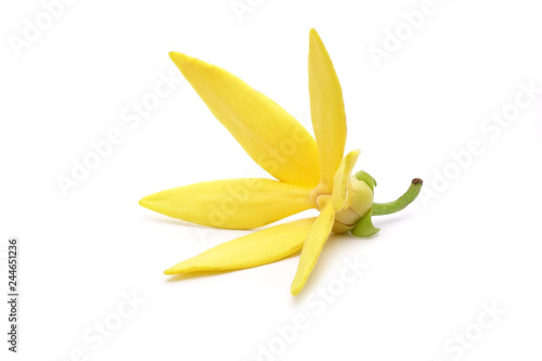 Ylang ylang flowers : Ylang Ylang or Ilang ilang (Cananga odorata) valued for perfume extracted from its flowers,  which is an essential oil used in aromatherapy. Ylang-Ylang flower isolated on white