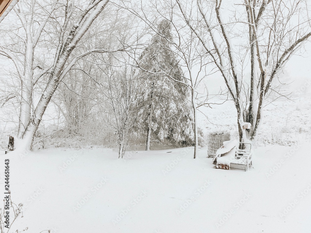 Fototapeta premium winter in the park