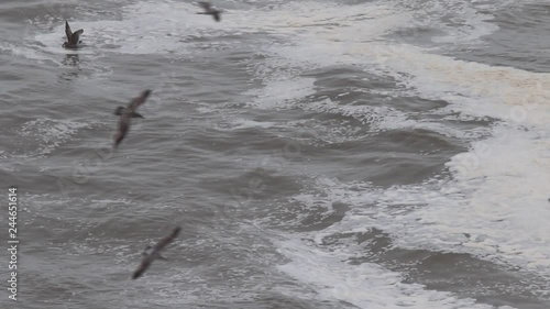 The Pacific Ocean. Swirling waves are on Pacific ocean after rain, Goat Rock Beach, Sonoma County, California winter. 