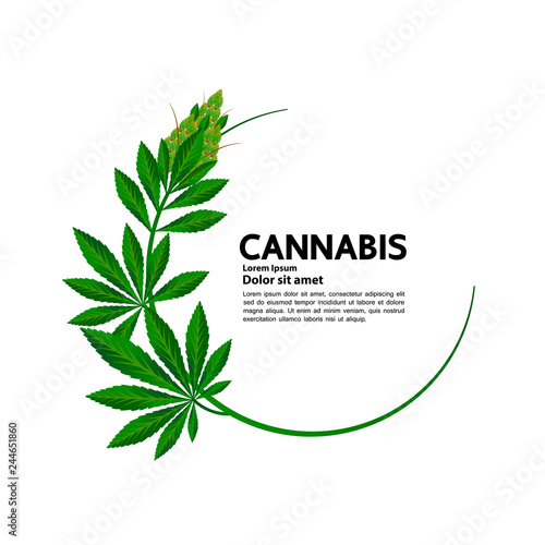 Cannabis for medical vector.