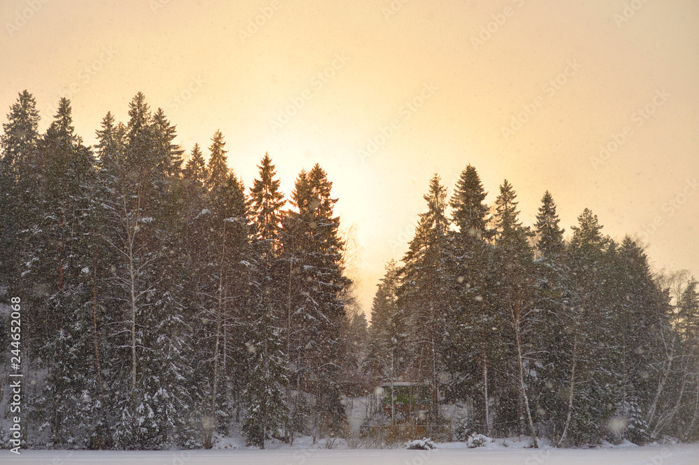 Fototapeta premium Spruce winter forest at sunset.