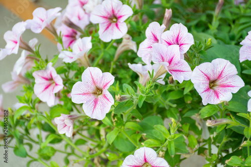 White and pink petunia flowers in the garden