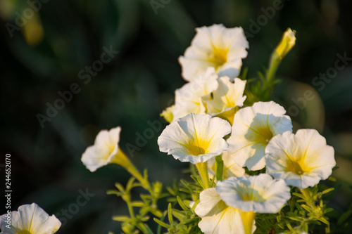 White petunia flowers in the garden