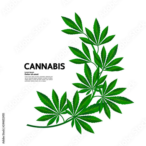 Cannabis for medical vector.
