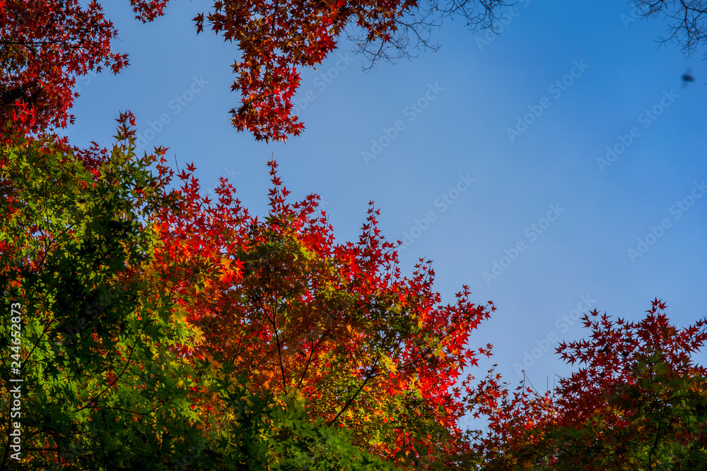 Multicolored Autumn leaves. Multicolored Autumn leaves.