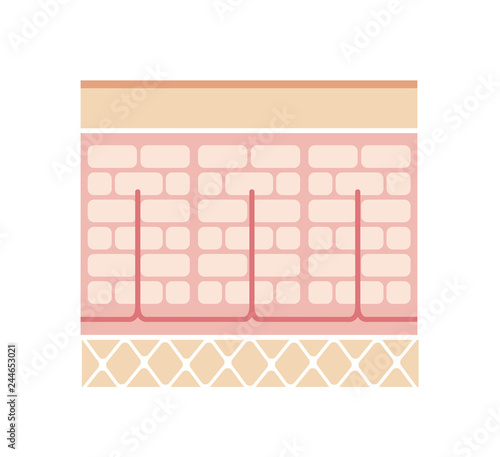 Normal skin illustration (No text)