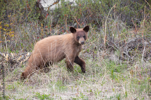 junger Schwarzbär young black bear wildlife Kanada photo