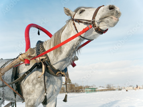 Fototapeta Naklejka Na Ścianę i Meble -  gray horse in harness close up outdoors in winter