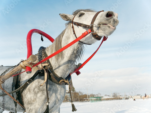 Fototapeta Naklejka Na Ścianę i Meble -  gray horse in harness close up outdoors in winter