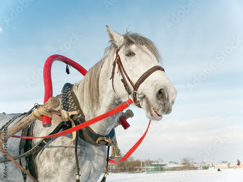 Fototapeta Naklejka Na Ścianę i Meble -  gray horse in harness close up outdoors in winter