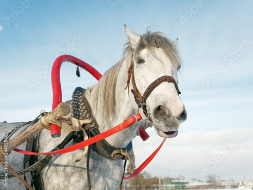 Fototapeta Naklejka Na Ścianę i Meble -  gray horse in harness close up outdoors in winter