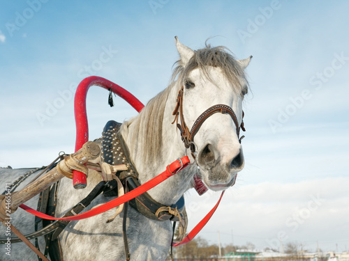 Fototapeta Naklejka Na Ścianę i Meble -  gray horse in harness close up outdoors in winter