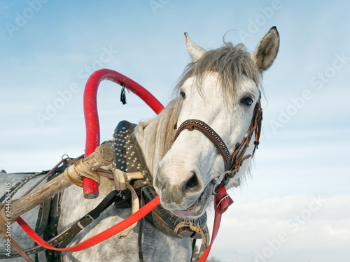 Fototapeta Naklejka Na Ścianę i Meble -  gray horse in harness close up outdoors in winter