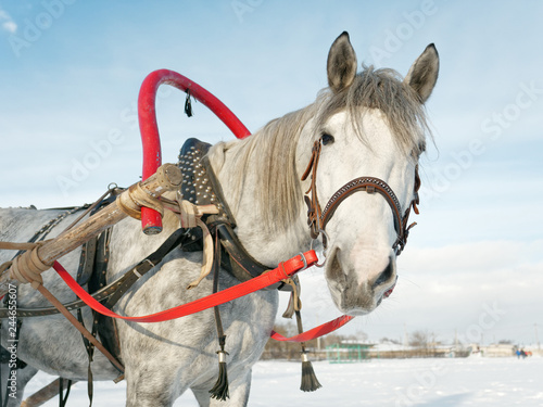 Fototapeta Naklejka Na Ścianę i Meble -  gray horse in harness close up outdoors in winter