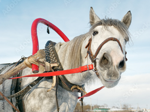 Fototapeta Naklejka Na Ścianę i Meble -  gray horse in harness close up outdoors in winter