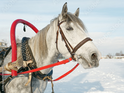Fototapeta Naklejka Na Ścianę i Meble -  gray horse in harness close up outdoors in winter