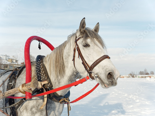 Fototapeta Naklejka Na Ścianę i Meble -  gray horse in harness close up outdoors in winter
