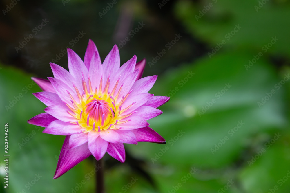 Lotus flower or water lily flower blooming with green leaves background in the pond at sunny summer or spring day. Nymphaea water lily. Lotus flower or water lily flower blooming with green leaves background in the pond at sunny summer or spring day. Nymphaea water lily.