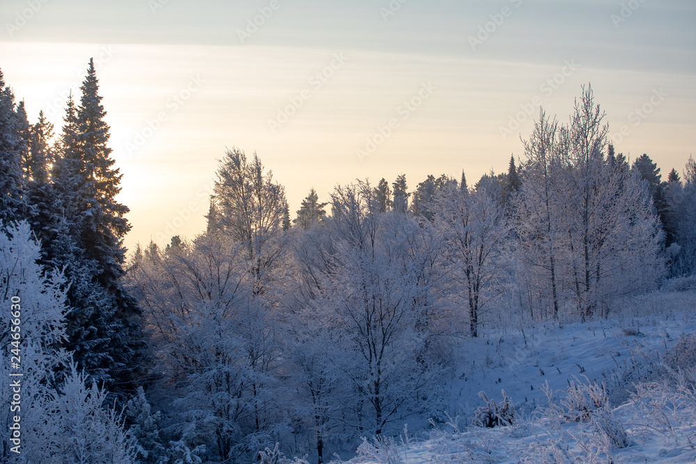 Winter landscape. Frosty sunny day in winter. Forest under white snow. Winter landscape. Frosty sunny day in winter. Forest under white snow.