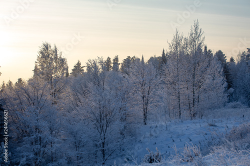 Winter landscape. Frosty sunny day in winter. Forest under white snow. © Sergei Malkov