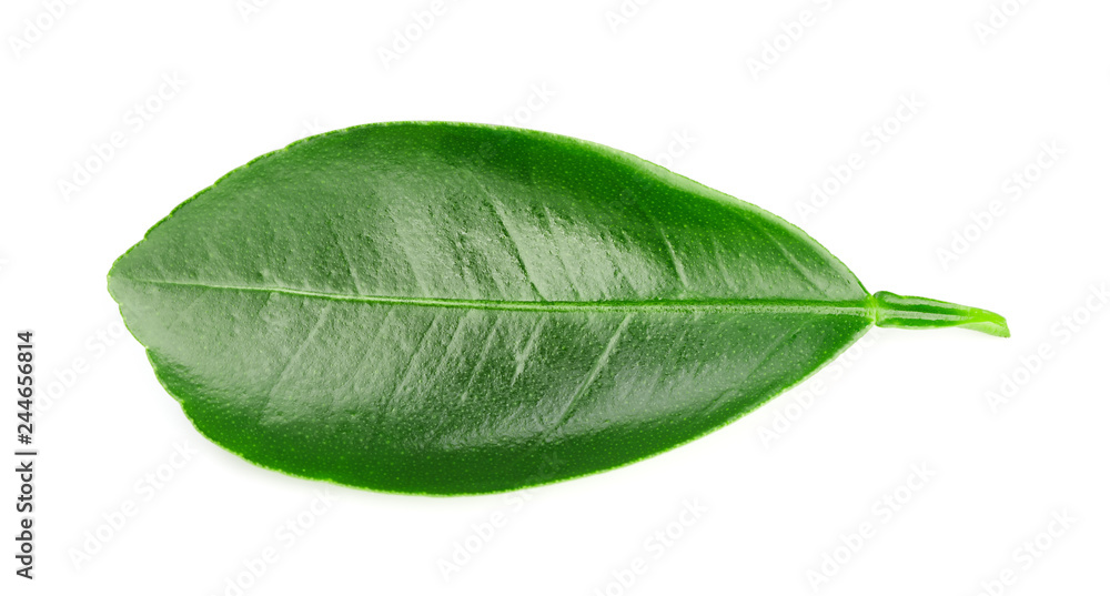 Obraz premium leaves Isolated on white
