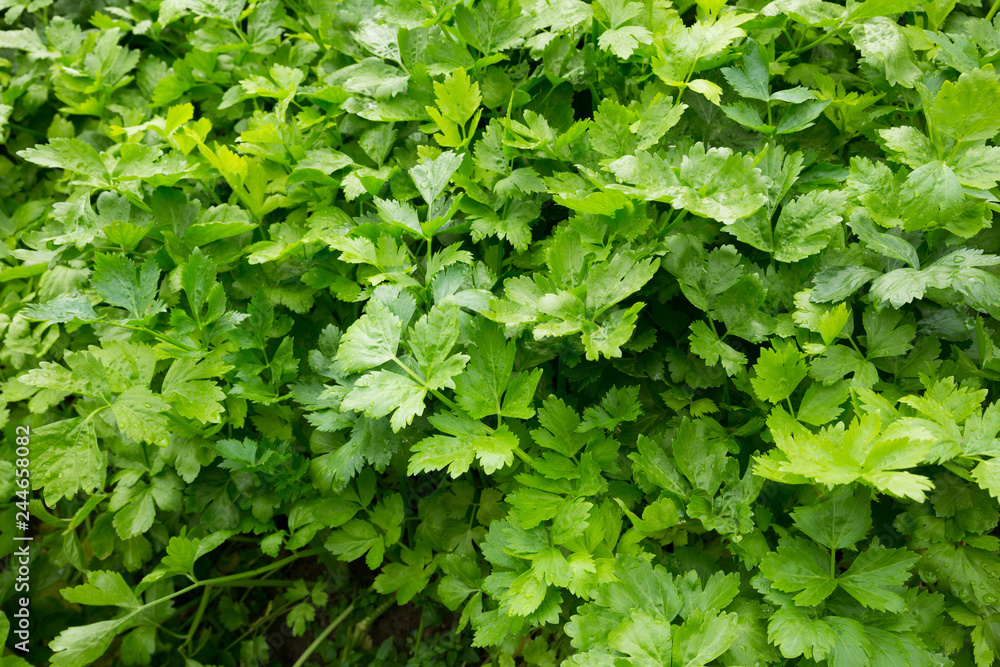 Green parsley growing at vegetable garden. Green parsley growing at vegetable garden.