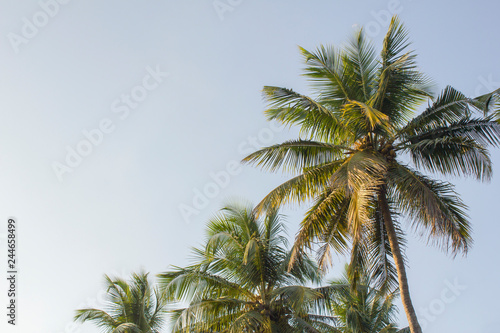 green tops of palm trees against a clean blue sky
