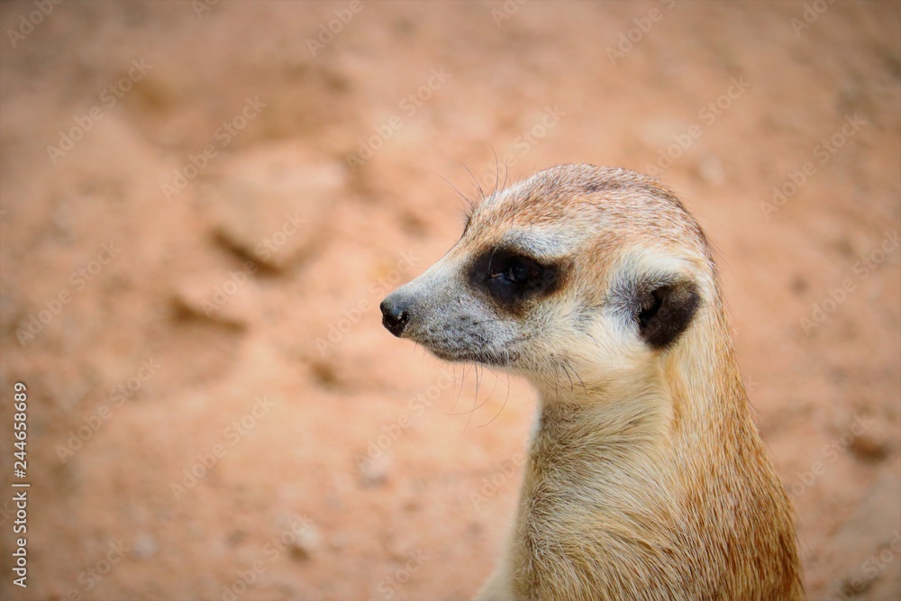 Fototapeta premium meerkat