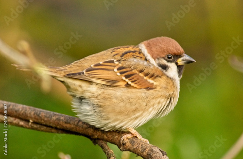 Tree Sparrow (Passer montanus), adult, Cambridgeshire, England, UK.
