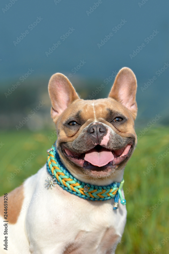 Portrait of a beautiful smiling red pied female French Bulldog dog