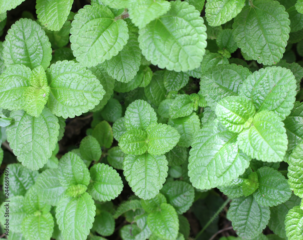 Green mint leaves fresh raw for background Green mint leaves fresh raw for background
