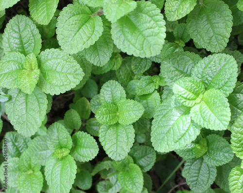 Green mint leaves fresh raw for background