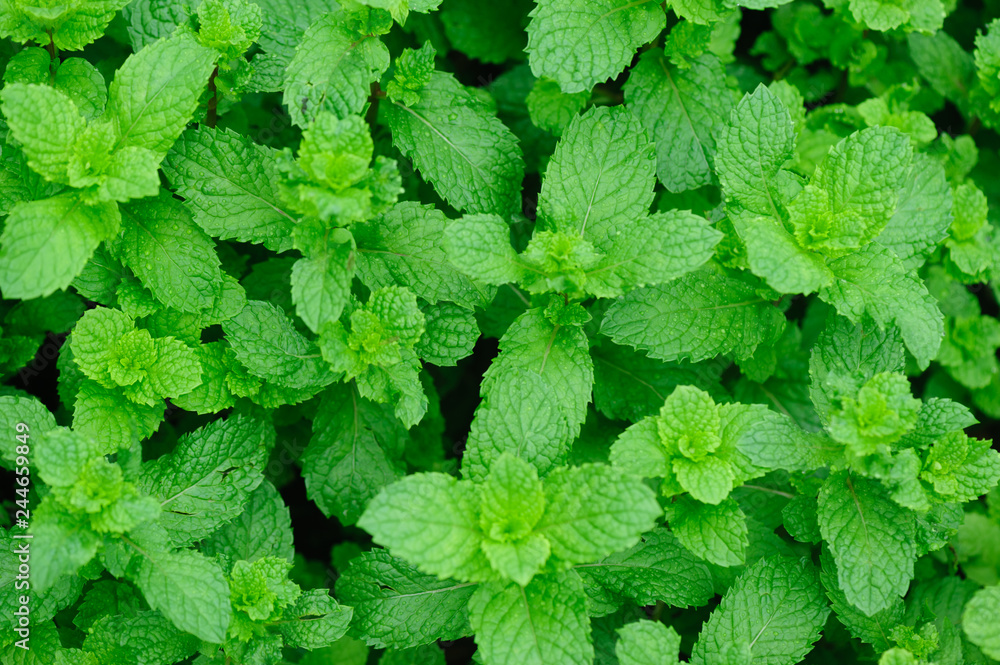 Green mint plant in growth at vegetable garden Green mint plant in growth at vegetable garden