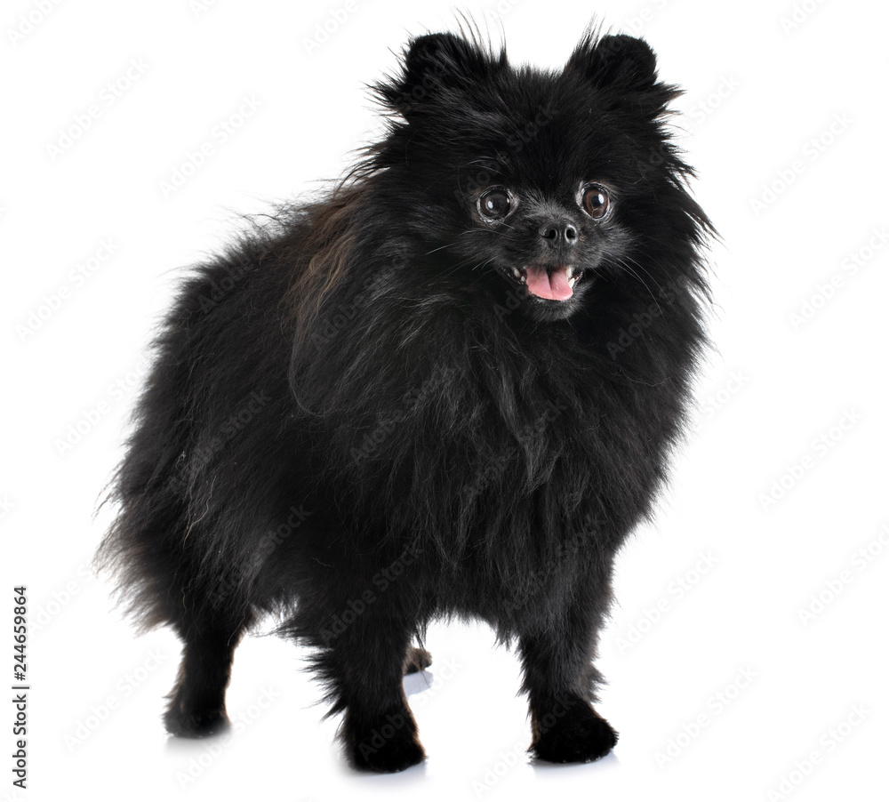 Obraz premium pomeranian in studio