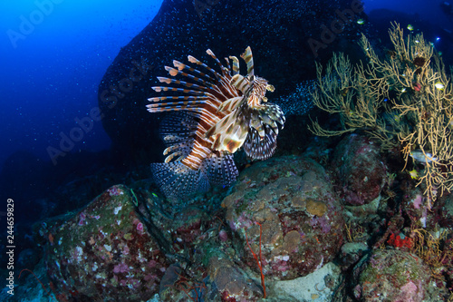 Predatory Lionfish patrolling a tropical coral reef at sunrise