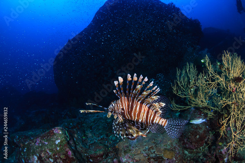 Predatory Lionfish patrolling a tropical coral reef at sunrise