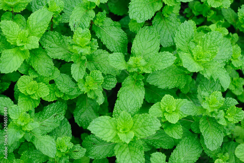 Green mint plant in growth at vegetable garden