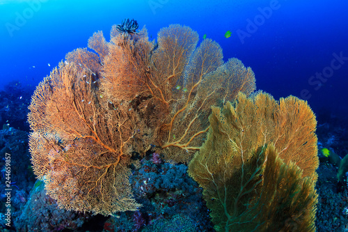 Large delicate seafans surrounded by tropical fish on a coral reef