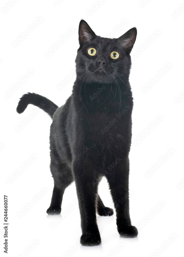Fototapeta czarny kot w studio