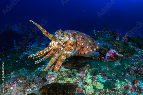 Colorful and curious Pharaoh Cuttlefish (Sepia pharaonis) on a tropical coral reef in Thailand