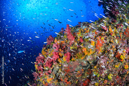 Fototapeta Naklejka Na Ścianę i Meble -  Beautiful, colorful, healthy tropical coral reef (Richelieu Rock)