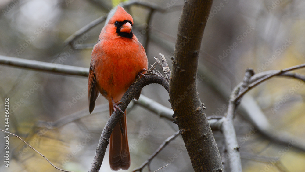 Male cardinal, brilliant red bird on a branch