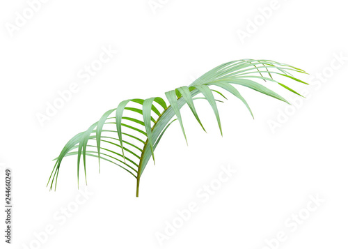 tropical green palm leaf isolated on white for summer background