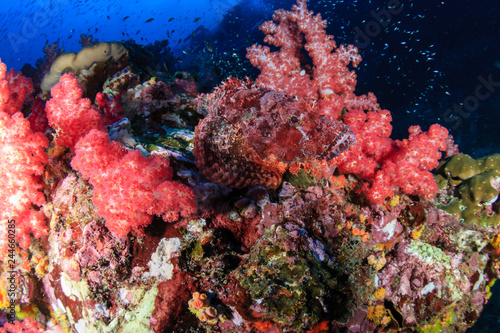 A well hidden Bearded Scorpionfish  Scorpaenopsis barbata  hidden amongst soft corals on a tropical reef  Richelieu Rock  Thailand 