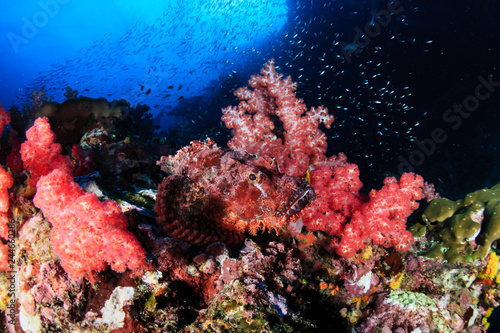 Fototapeta Naklejka Na Ścianę i Meble -  A well hidden Bearded Scorpionfish (Scorpaenopsis barbata) hidden amongst soft corals on a tropical reef (Richelieu Rock, Thailand)