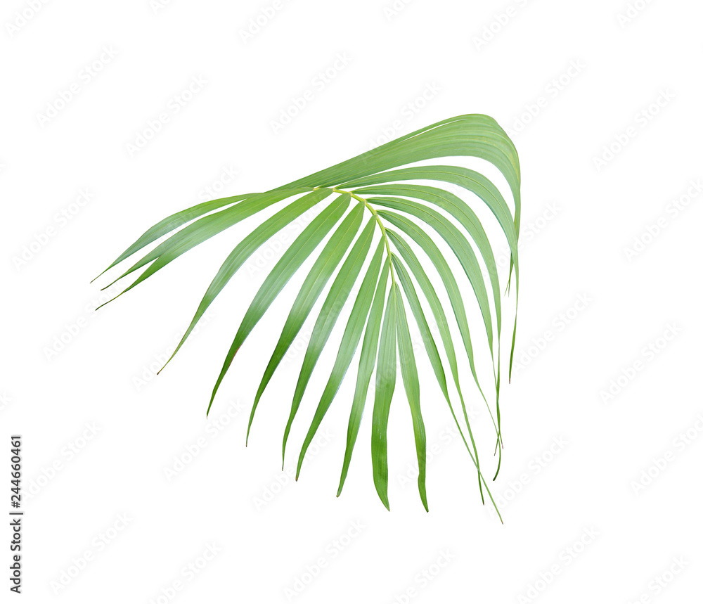 tropical green palm leaf isolated on white for summer background tropical green palm leaf isolated on white for summer background