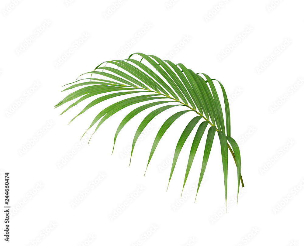 tropical green palm leaf isolated on white for summer background tropical green palm leaf isolated on white for summer background