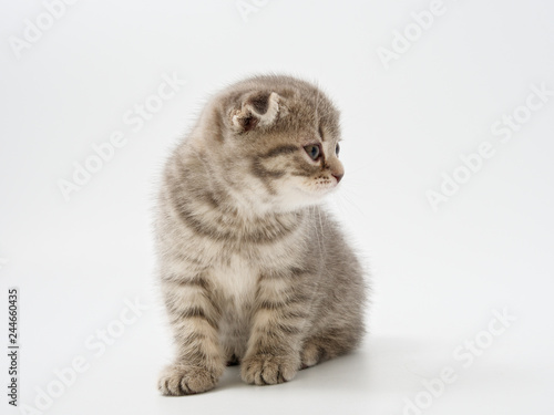 little kittens british fold on white background